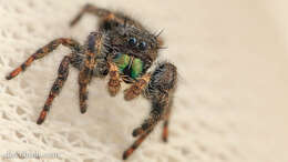 Image of Jumping Spiders