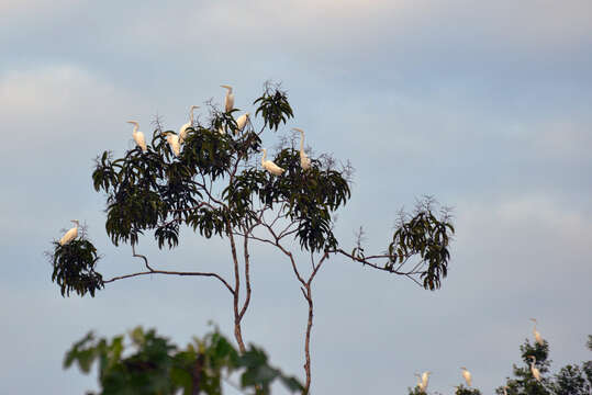 Image of Great Egret