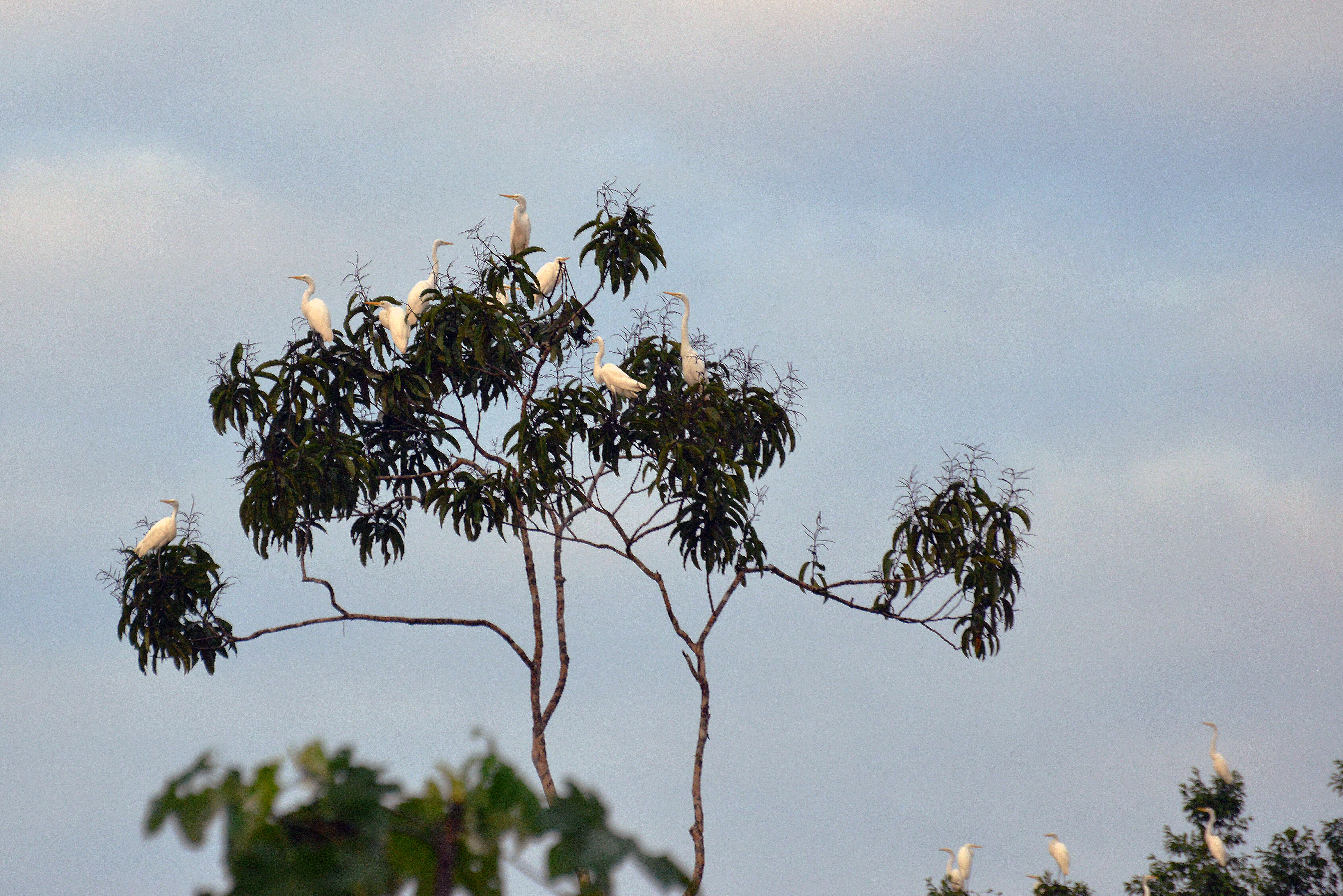 Image of Ardea Linnaeus 1758