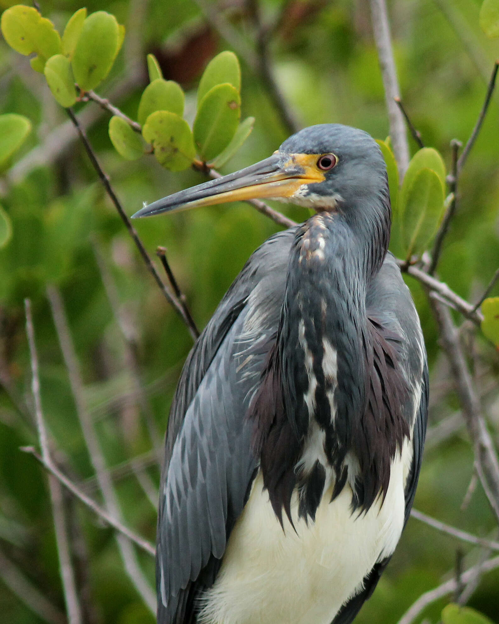 Image of Egretta Forster & T 1817