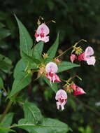 Image of Jewelweeds