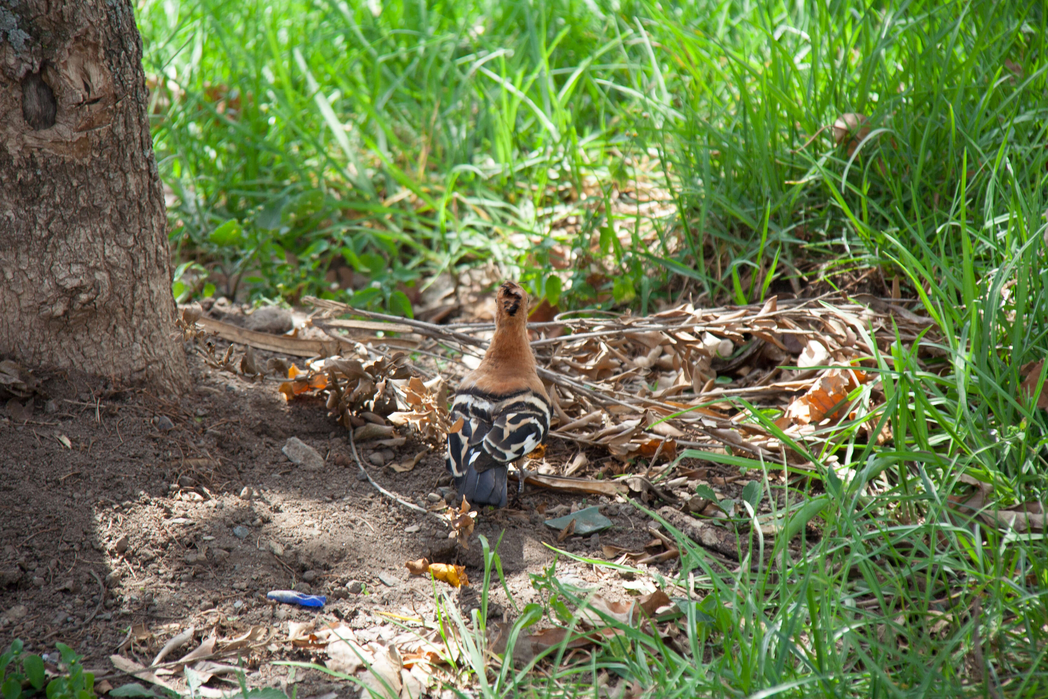 Image of hoopoes