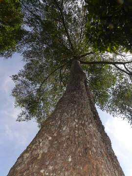 Image of Symphonia globulifera L. fil.