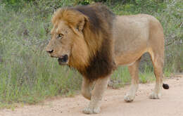 Image of African Lion