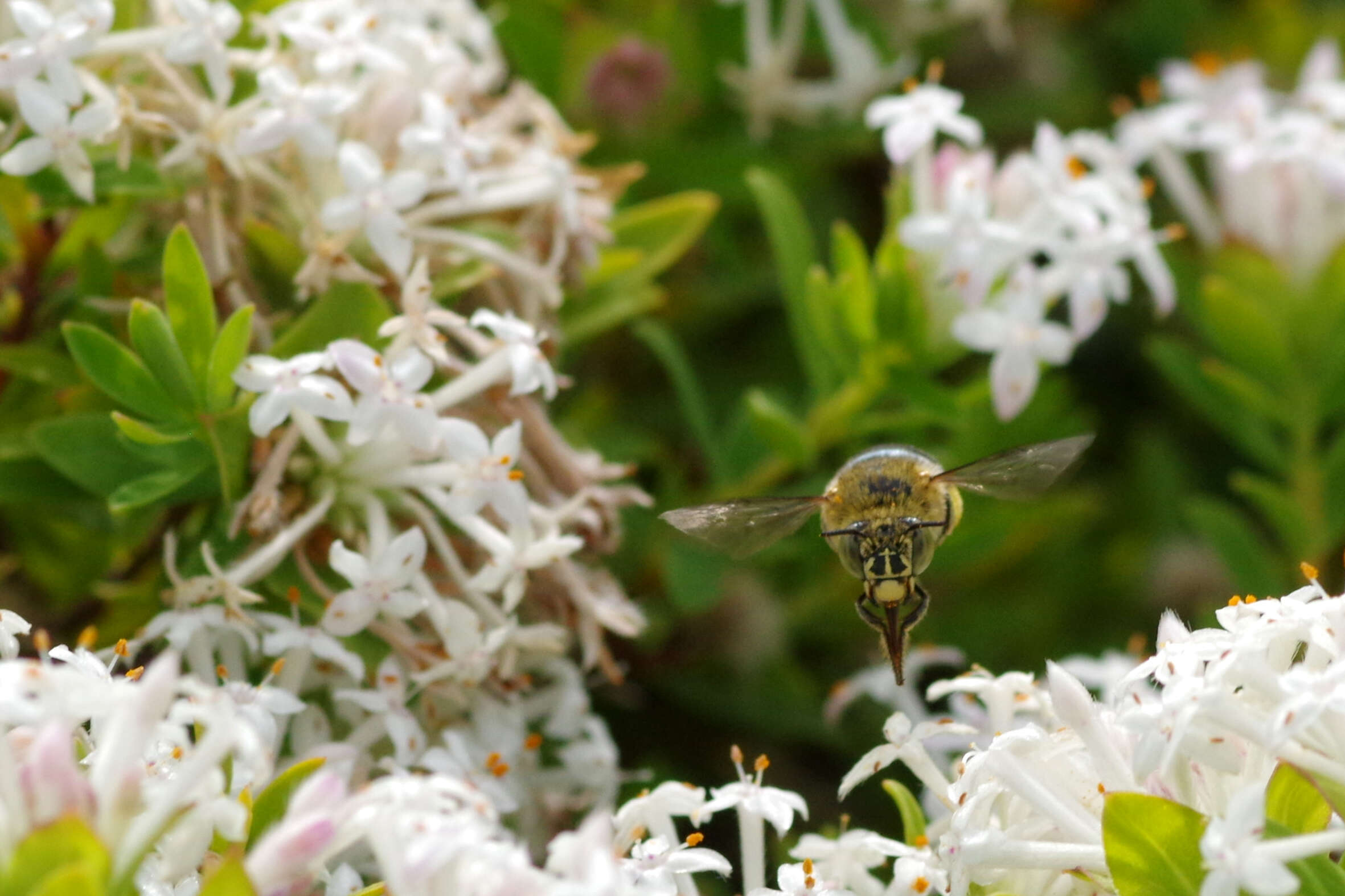 Image of Anthophorine Bees