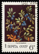 Image of blueberry