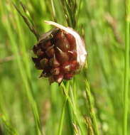 Image of wild garlic