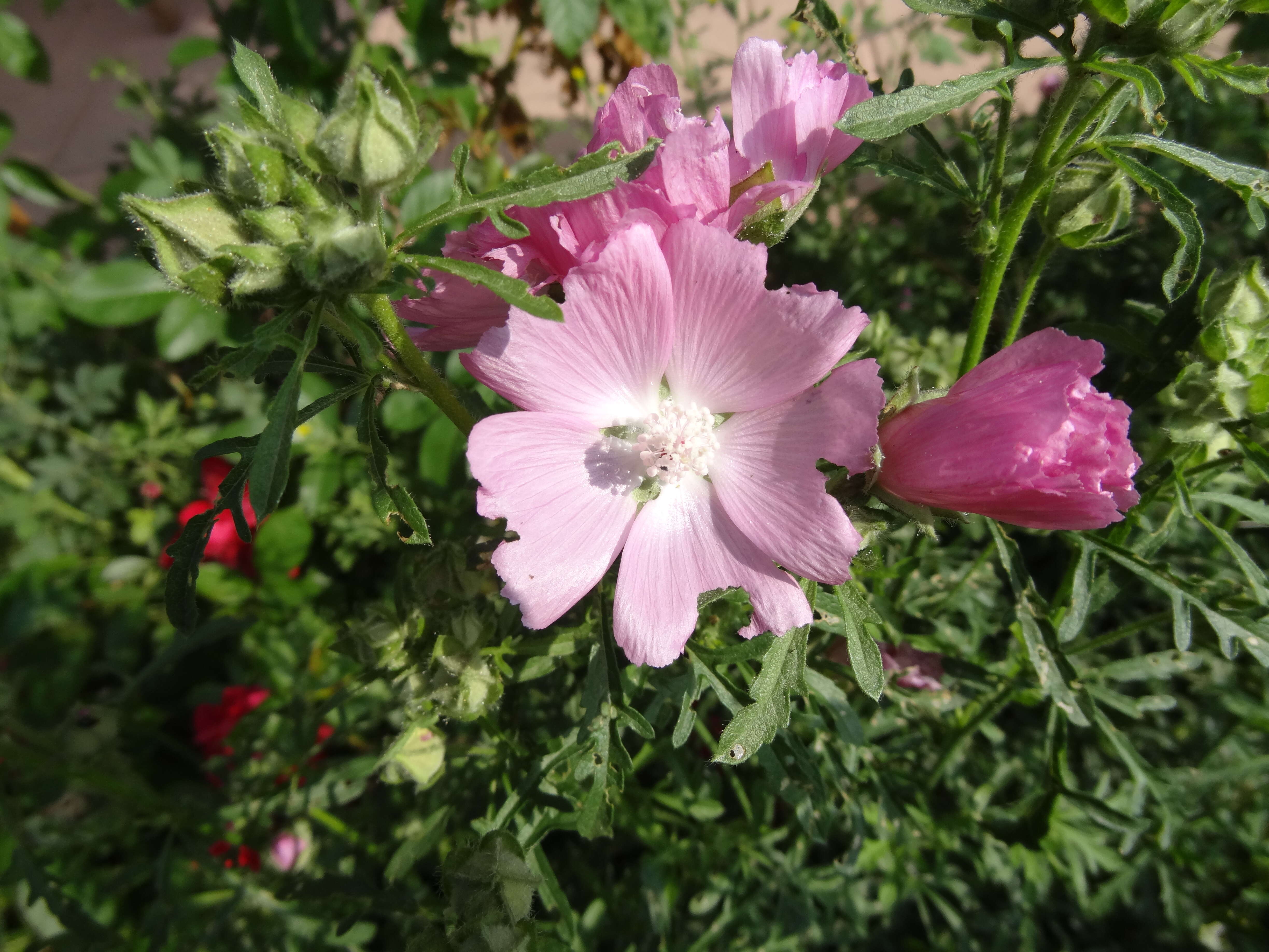Image of mallow