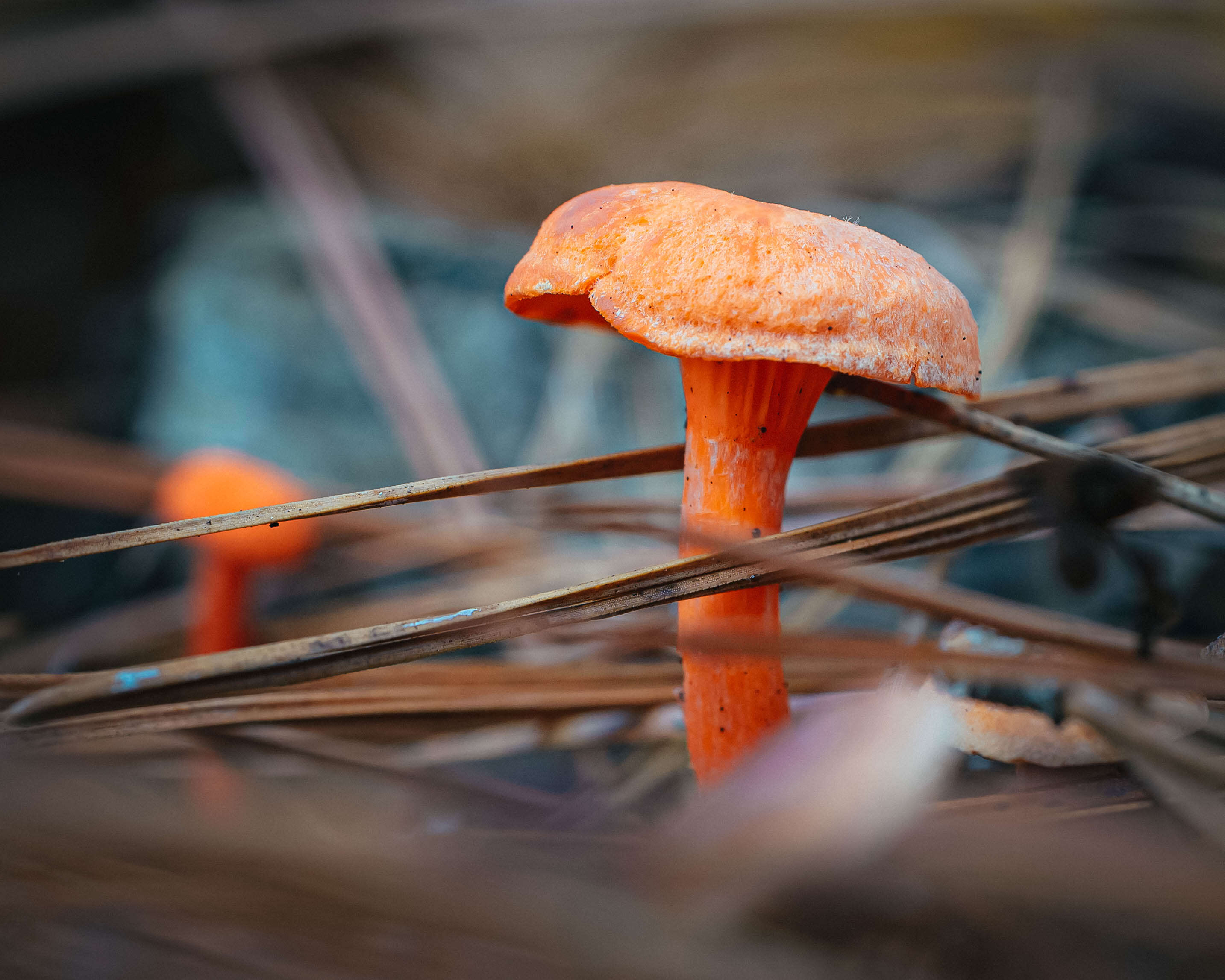 Image de Cantharellus