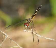 Image of Blue Dasher