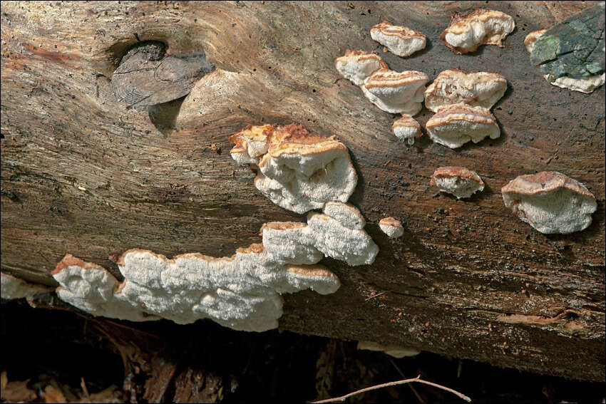 صورة Leptoporus mollis (Pers.) Quél. 1886