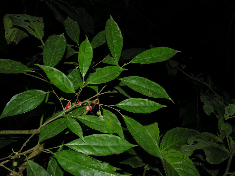 Image of Trophis mexicana (Liebm.) Bur.