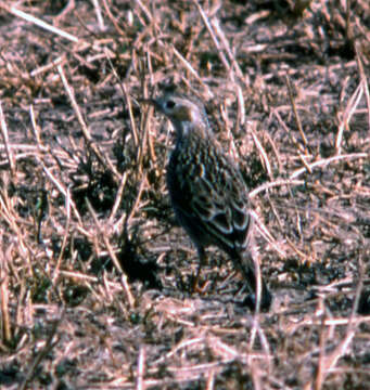 Image of Sprague's pipit