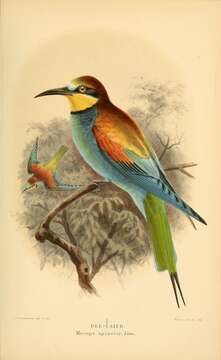 Image of bee-eater, european bee-eater