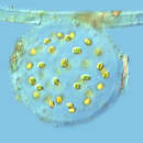 Image of Sphaerocystis