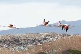 Imagem de Phoenicopterus Linnaeus 1758