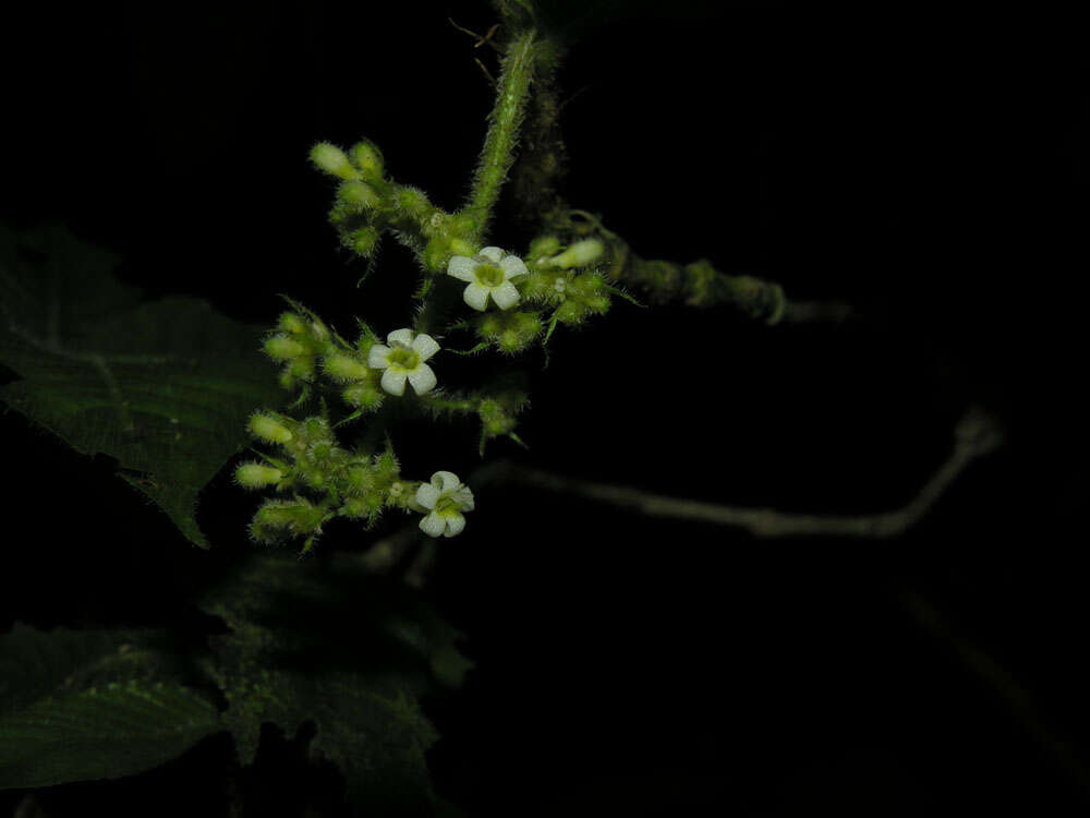 Image of Psychotria acicularis C. M. Taylor