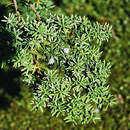 Image of Prince Albert's Yew