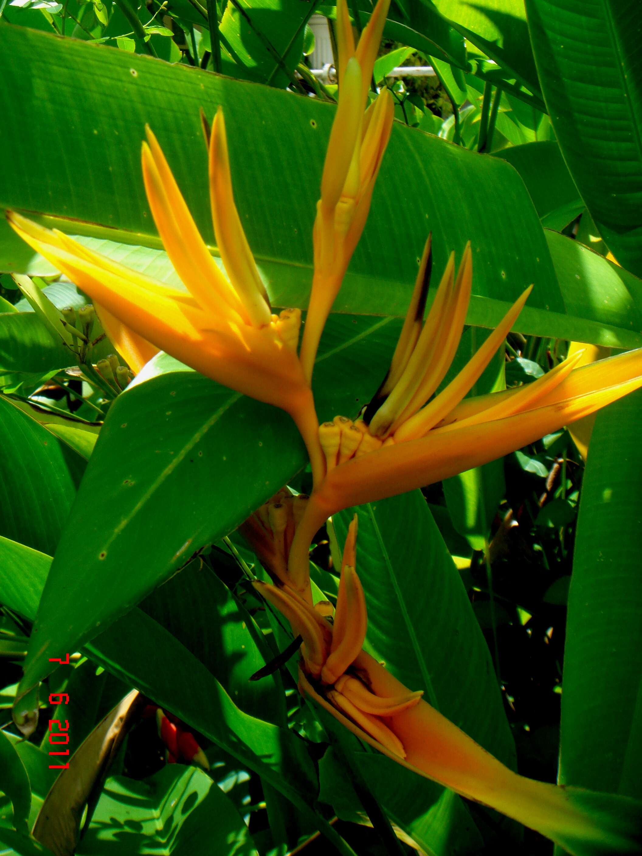 Image of Heliconia psittacorum × Heliconia spathocircinata