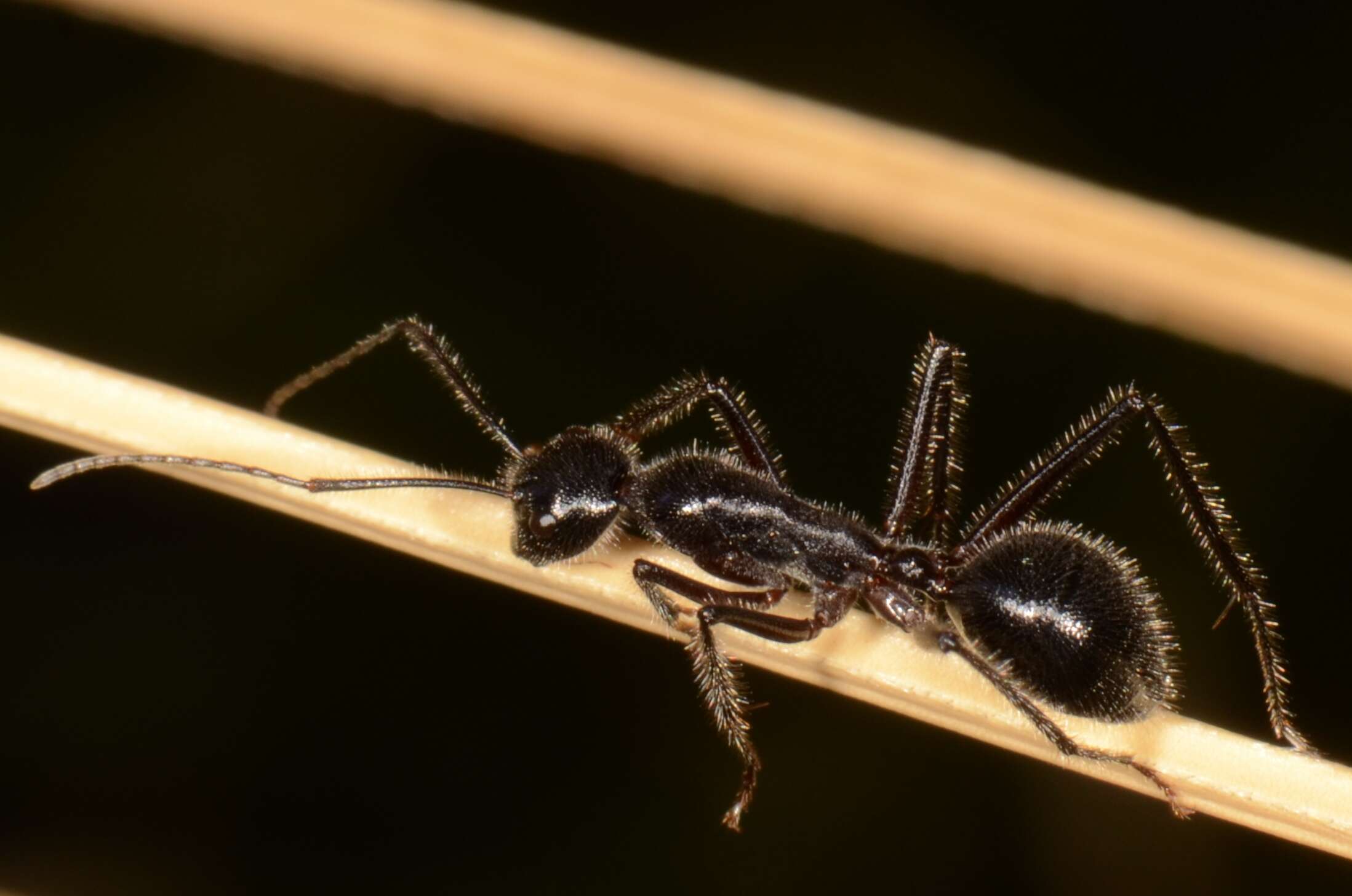 Image de Camponotus molossus Forel 1907