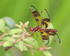 Image of Eastern Amberwing