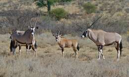 Image of Oryxes