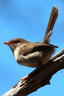 Image of Superb Fairy-wren