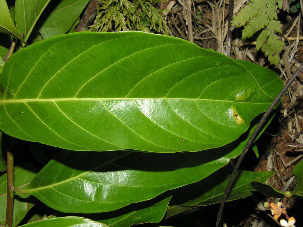 Image de Nectandra membranacea (Sw.) Griseb.