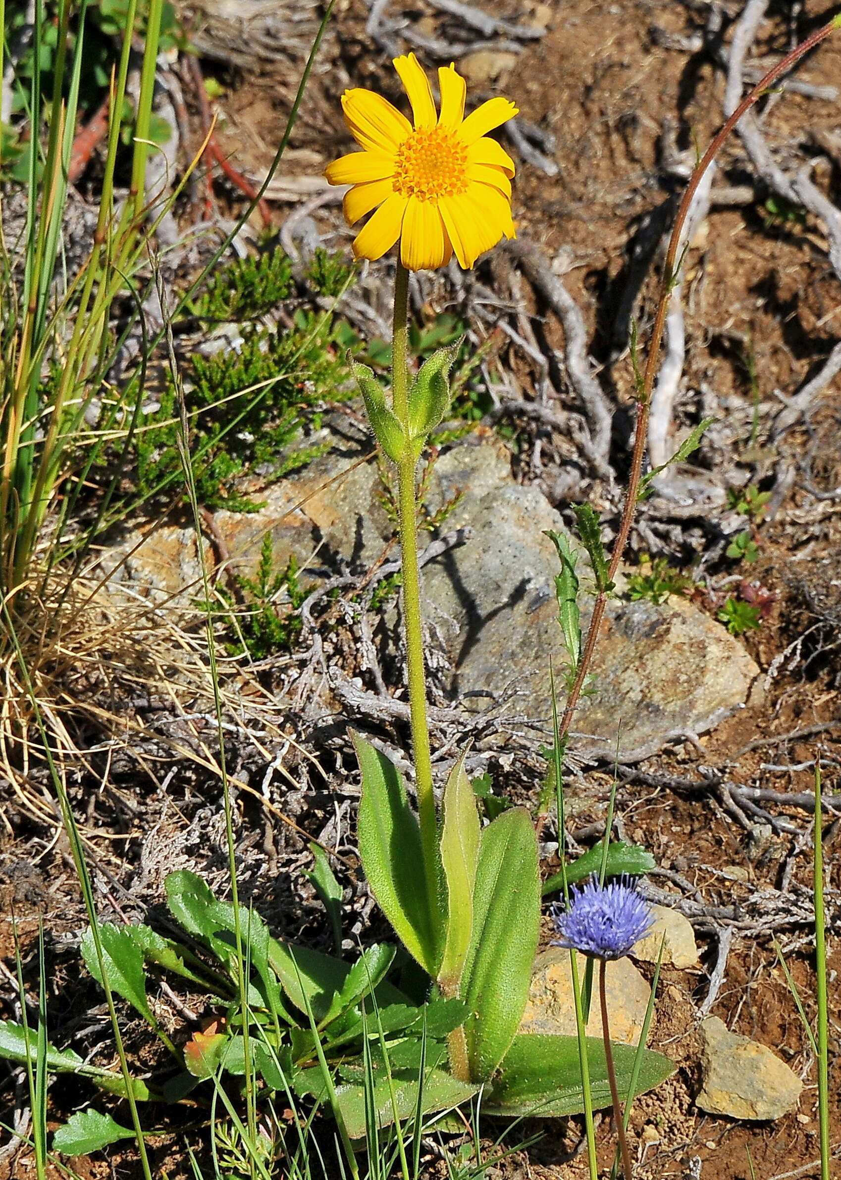 Image of Arnica montana subsp. montana