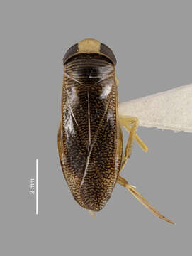 Image of Sigara subgen. Tropocorixa Hutchinson 1940