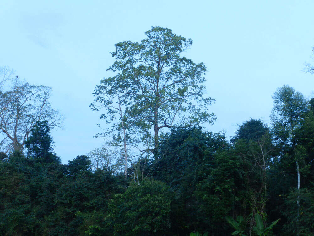 Imagem de Pterygota excelsa (Standl. & L. O. Williams) Kosterm.