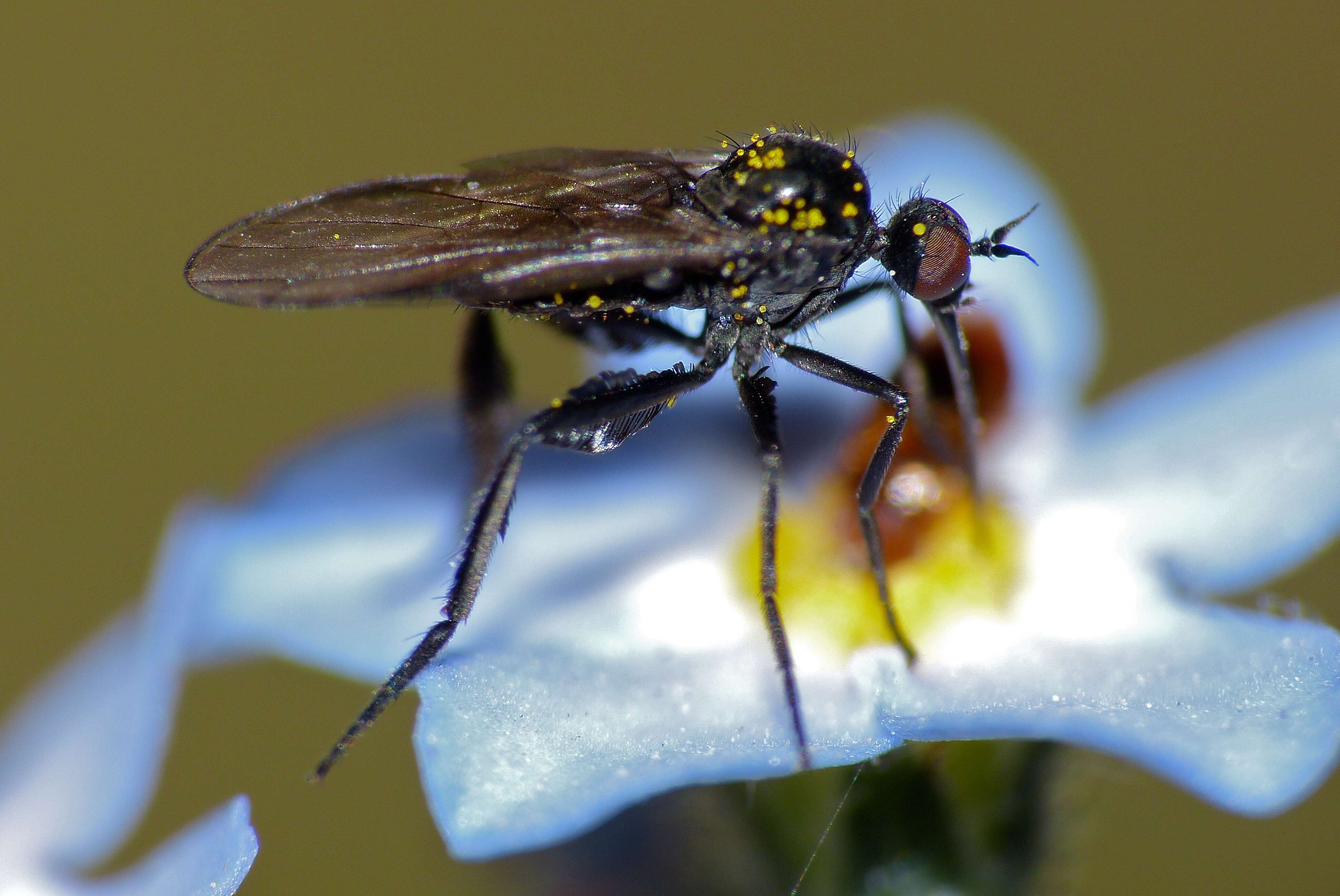 Image of Empis