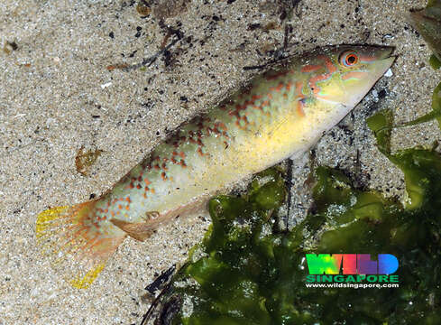 Image of Bubblefin Wrasse