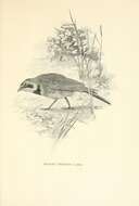 Image of Eremophila Boie & F 1828