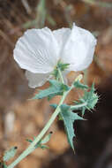 Image of pricklypoppy