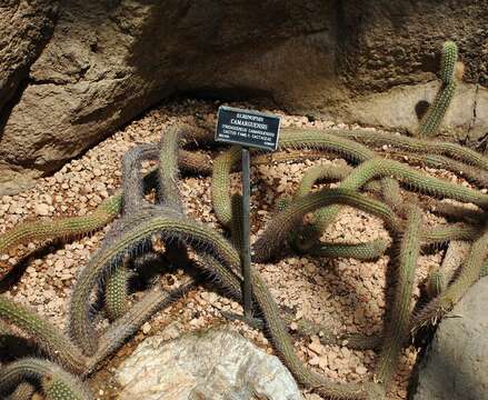 Imagem de Echinopsis camarguensis (Cárdenas) H. Friedrich & G. D. Rowley