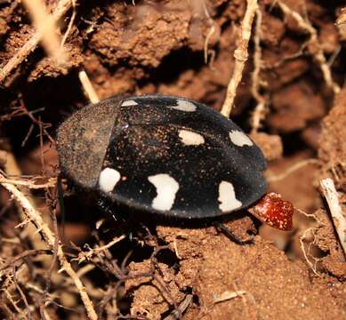 Image of Therea petiveriana (Linnaeus 1758)