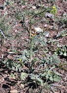 Image of Indian hedgemustard