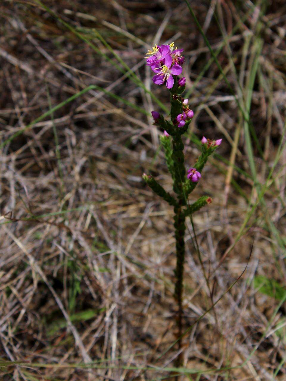 Image of Microlicia insignis Cham.