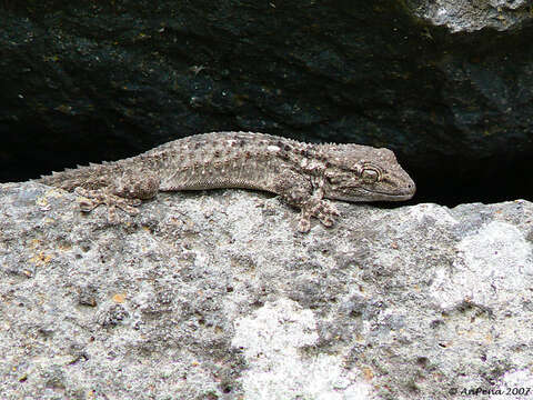 Image of American Wall Gecko