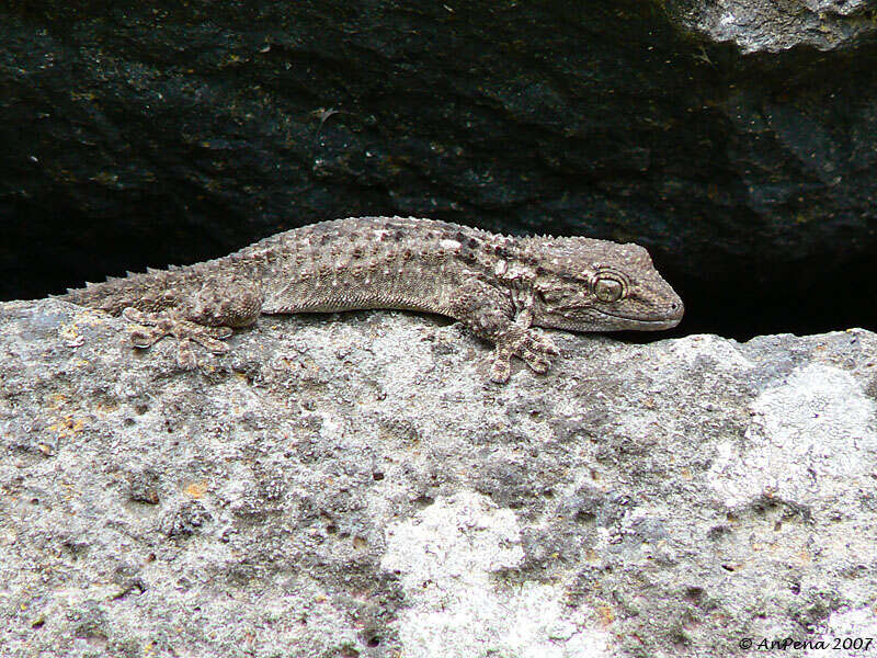 Image of Common Wall Gecko