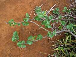 Imagem de Jatropha cinerea (Ortega) Müll. Arg.