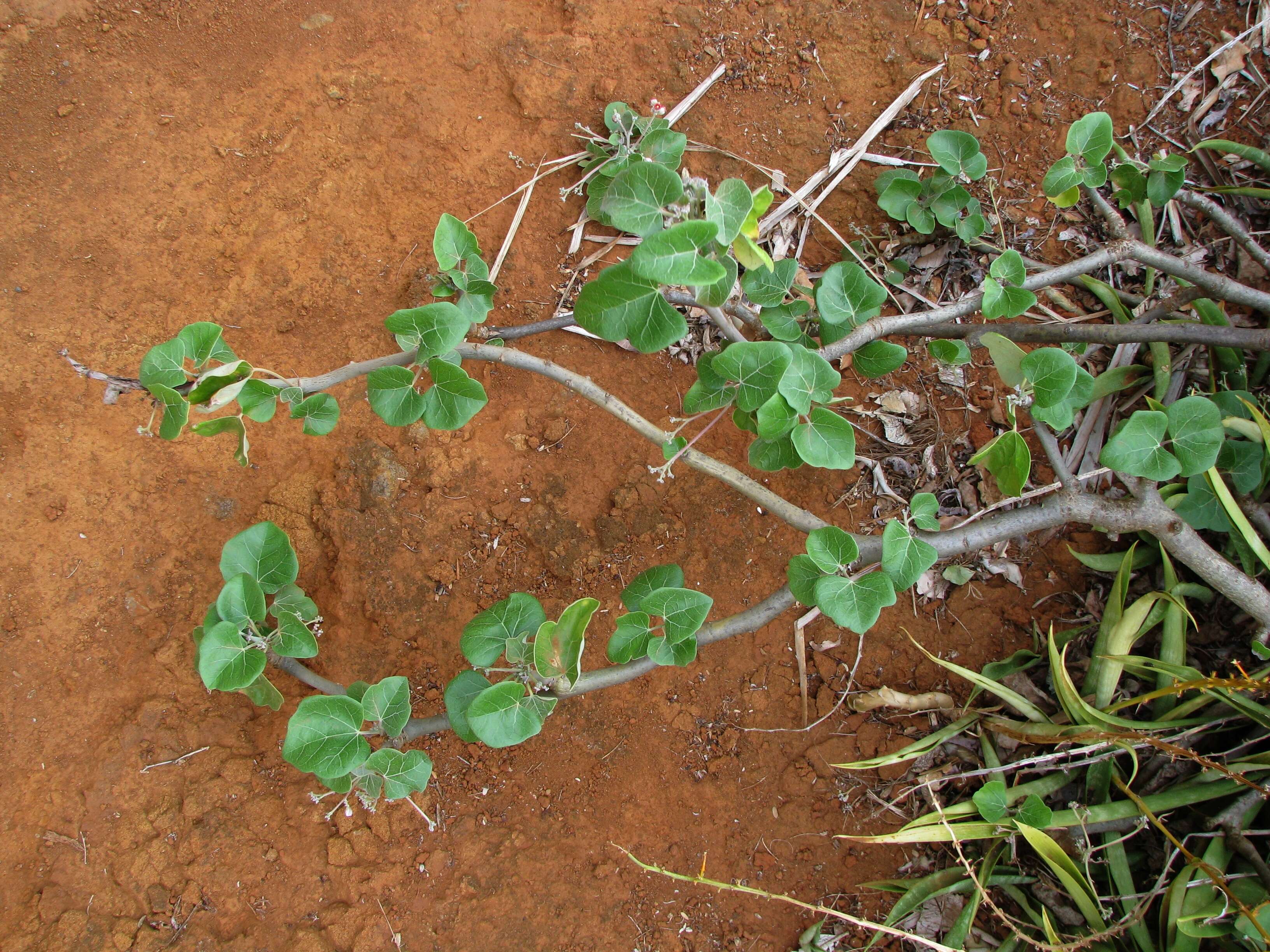 Imagem de Jatropha cinerea (Ortega) Müll. Arg.