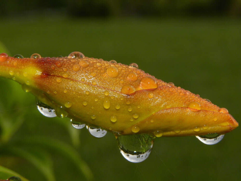 Image of bush allamanda