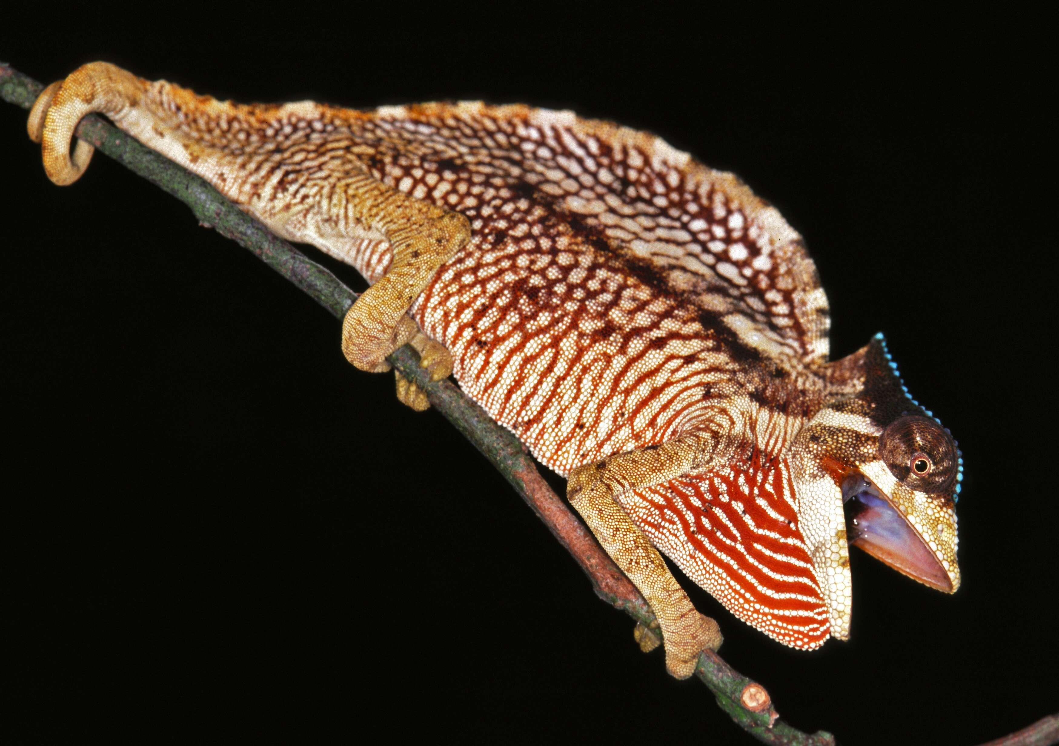 Image de Caméléon à crêté