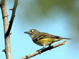 Image of Vireo Vieillot 1808