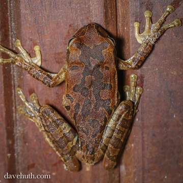 Image of Mexican Treefrogs