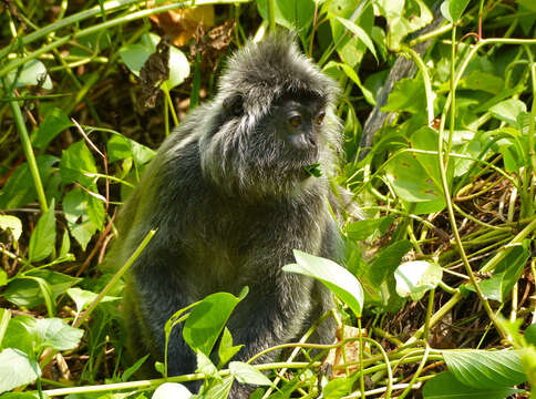 Image of Silvered Langur