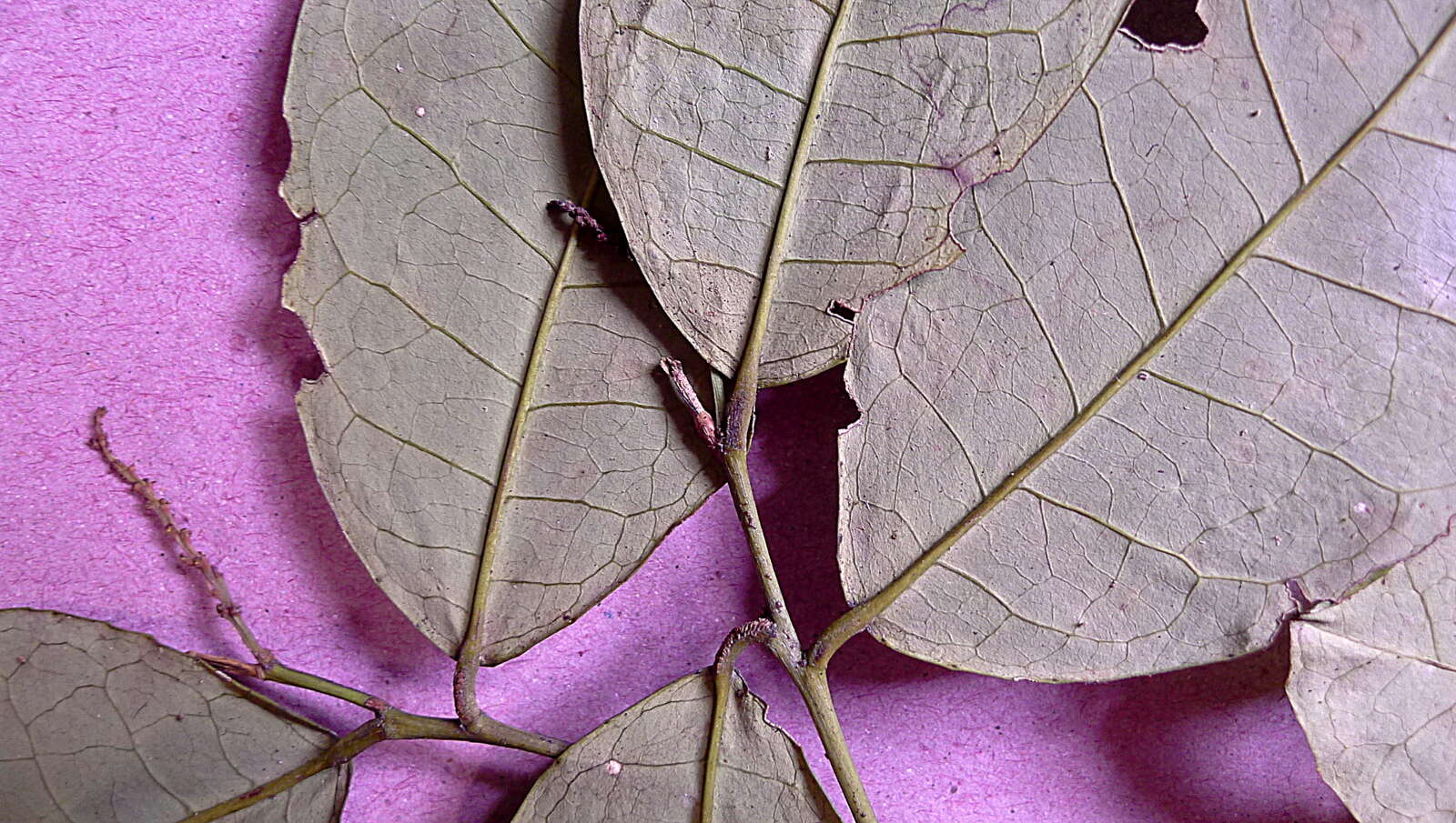 Image of Gymnanthes glabrata (Mart.) Govaerts