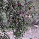 Image de Juniperus oxycedrus subsp. oxycedrus